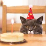 Receta-para-gatos-1155x770