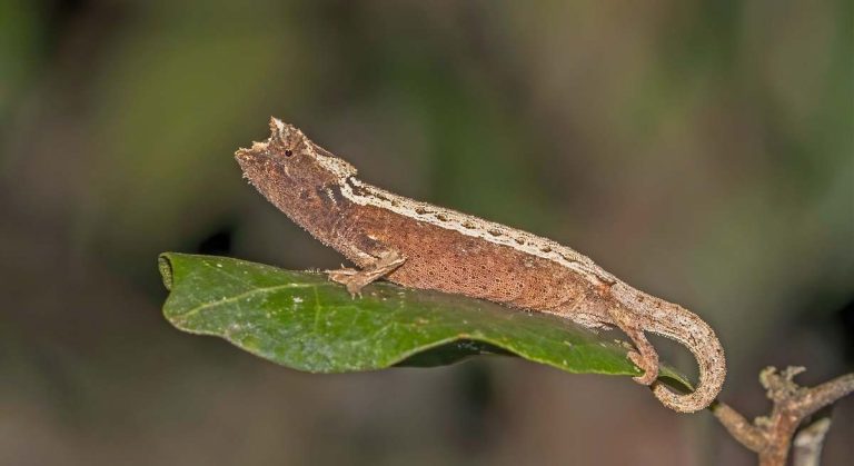 1200x655_especie-brookesia-thieli-madagascar-wikipedia