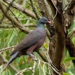 La-extincion-de-1300-aves-en-los-proximos-200-anos-borraria-roles-clave-en-la-naturaleza