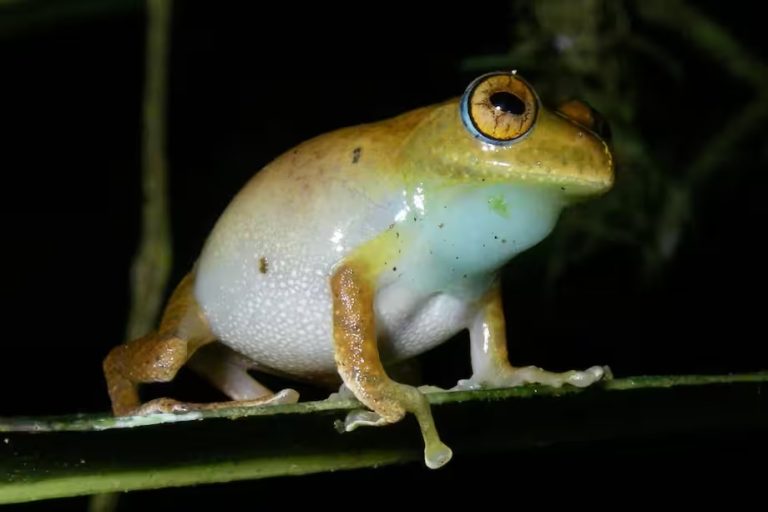 Científicos descubren siete nuevas especies de ranas "Star Trek"