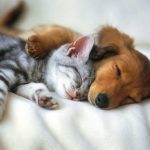 cachorros-perro-gato