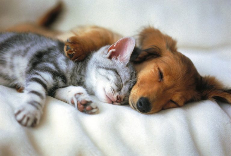 cachorros-perro-gato