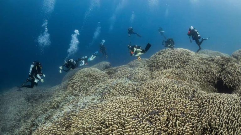 Hallan el coral más grande del mundo
