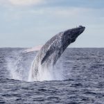 ballena-migracion