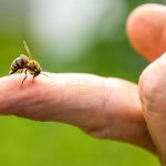 picadura-abeja-130130