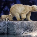 Nur, the first polar bear cub born in Latin America, takes her first steps in Brazil