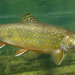 67a4d993e9ff71191542721d