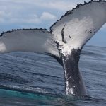 BALLENA-JOROBADA-e1739474781872-1068x601