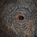 mamut_486a2222_2398283481_250102153218_1280x853