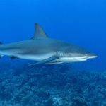 tiburon-de-arrecife-17050