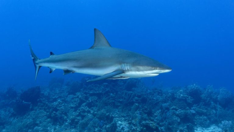 tiburon-de-arrecife-17050