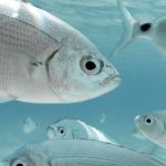 cortesia-manada-de-peces-doradas-38267