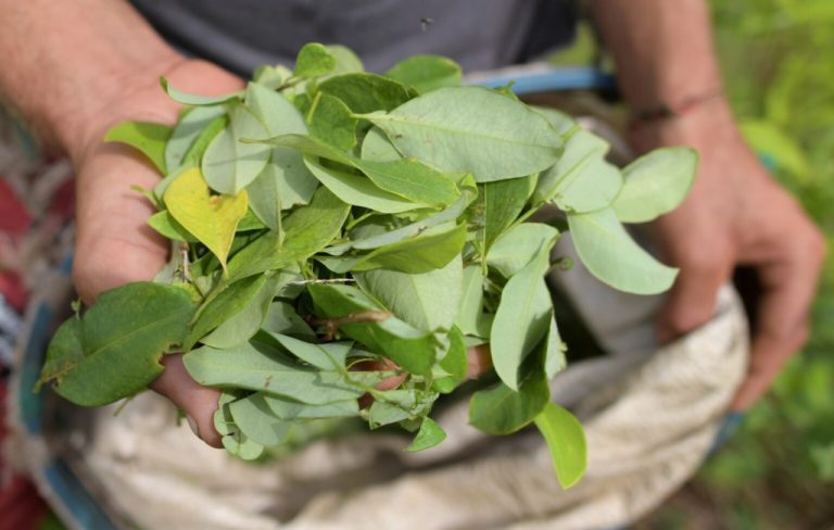 hoja de coca-colombia