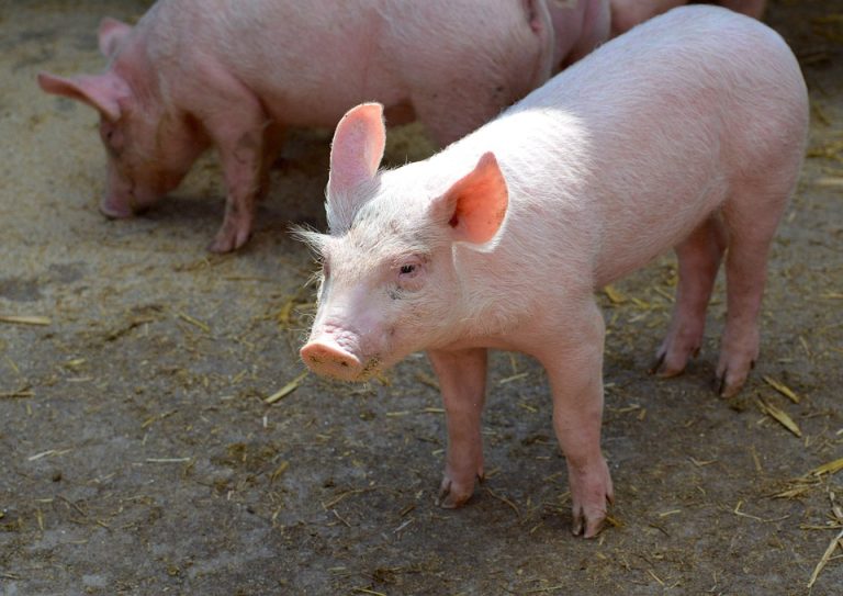 pig-6953335_960_720