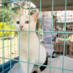 02-Yo-adopto-jornada-de-adopcion-de-perros-y-gatos-en-Caracas-El-Diario-Jose-Daniel-Ramos