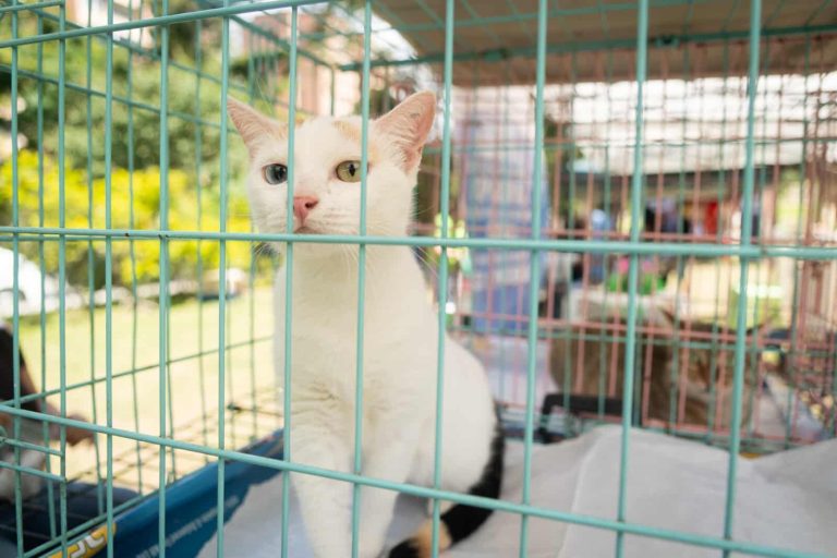 02-Yo-adopto-jornada-de-adopcion-de-perros-y-gatos-en-Caracas-El-Diario-Jose-Daniel-Ramos