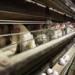 gripe-aviar-cientificos