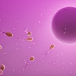 ovum-7733777_1280