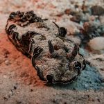 sea-snail-9328650_960_720