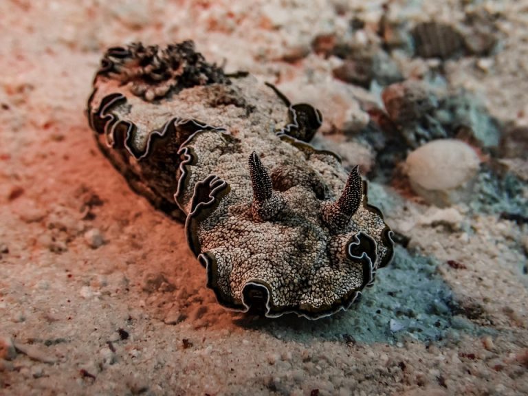 sea-snail-9328650_960_720