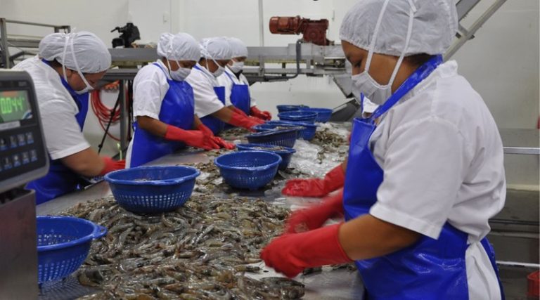 venezuela-decimo-lugar-mundial-exportador-camaron