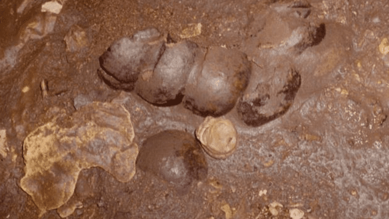 6836016f59bf5b6bc221efef