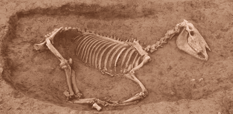 cortesia-algunos-caballos-habrian-tenido-un-gran-vinculo-con-sus-duenos-40962