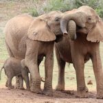 elephants-6255858_960_720