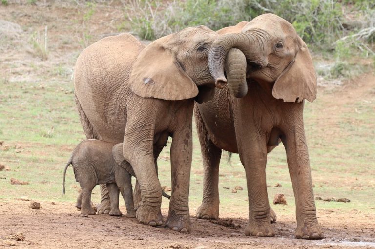 elephants-6255858_960_720