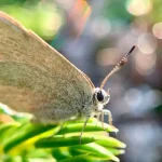 satyrium-curiosolus_6ec0589e_250430110707_1280x720