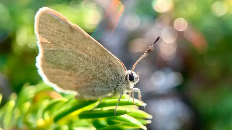 satyrium-curiosolus_6ec0589e_250430110707_1280x720