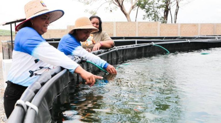 tilapia