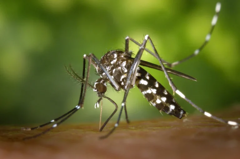 cdc-gathany-aedes-albopictus-1-scaled-1-1024x678.jpg