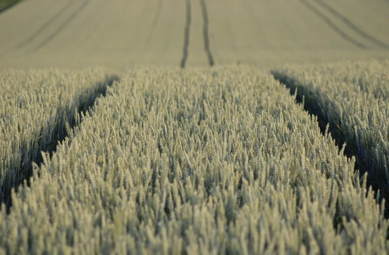 field-9665657_1280.webp