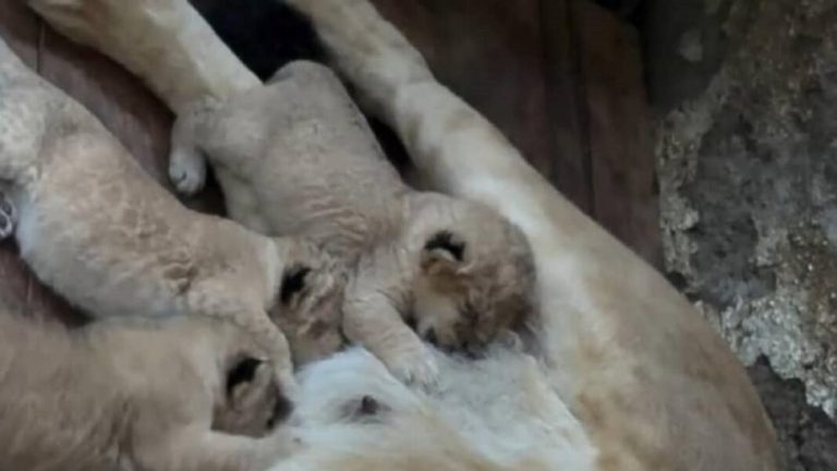 Leones-nacidos-en-Merida-1068x601