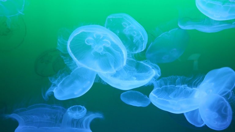 jellyfishes-832703_1280