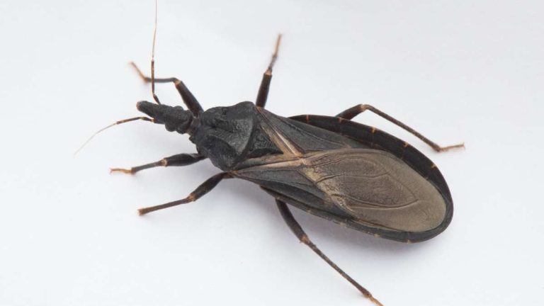 kissing-bug_0