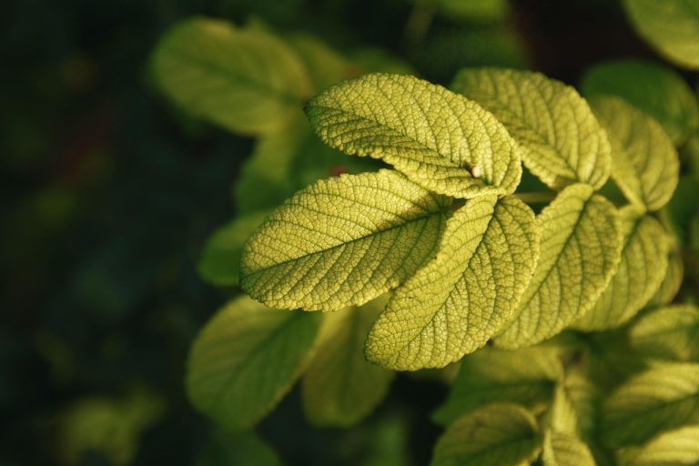 plantas-5169050_1280