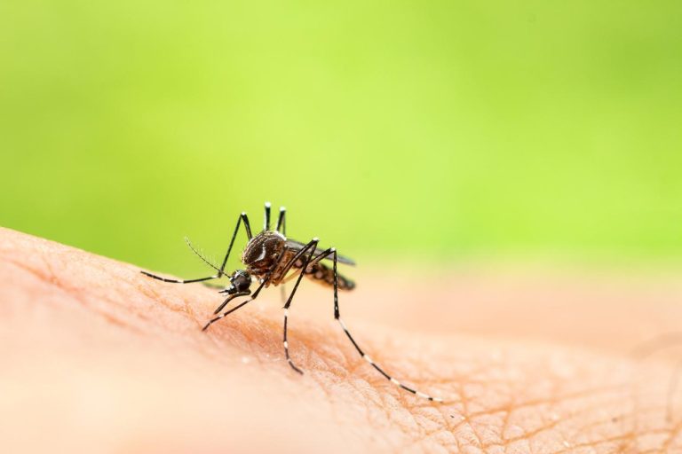 que_comen_los_mosquitos_25544_orig