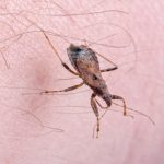 Mal-de-Chagas-1-1068x601