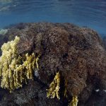 XUM7XDUO5FCCTFR575UF36CXGA