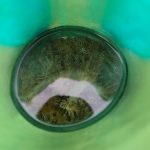 fotoportadanotacoral-scaled