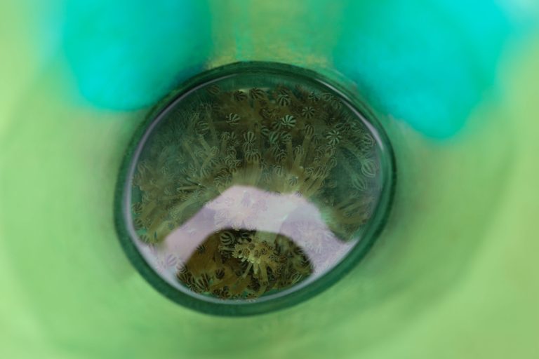 fotoportadanotacoral-scaled