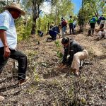 reforestacion-venezuela