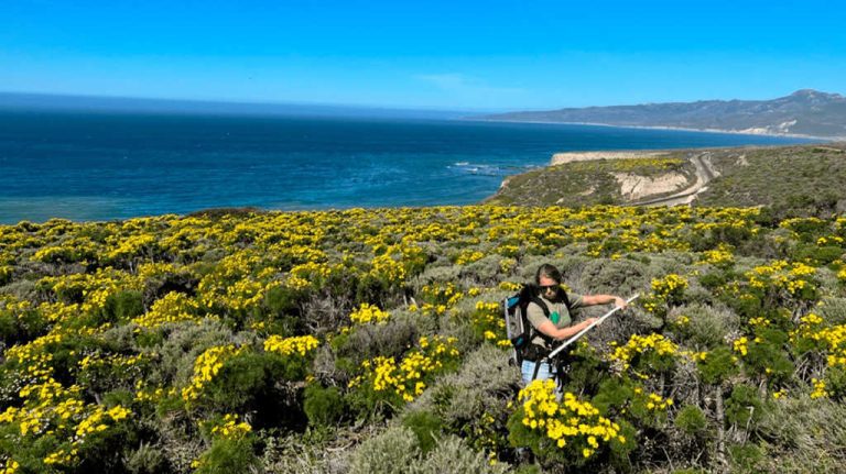 Estudio-de-flores-desde-el-aire-1