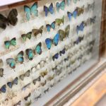Mariposas