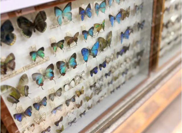 Mariposas