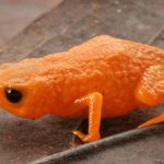 a-new-species-of-tiny-1