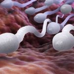 espermatozoide-empaquetado-tasa-reproduccion