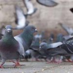palomas-1